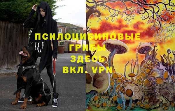 твердый Михайлов